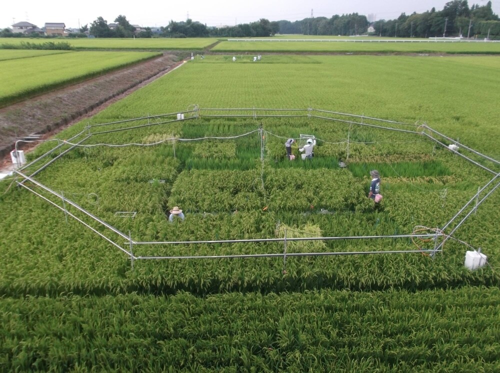 An experiment in Tsukubamirai, Ibaraki Prefecture, in which carbon dioxide is artificially increased in paddy fields under outdoor, unenclosed conditions in order to better understand the physiological responses of crops in a high carbon dioxide environment, which is expected in the future.